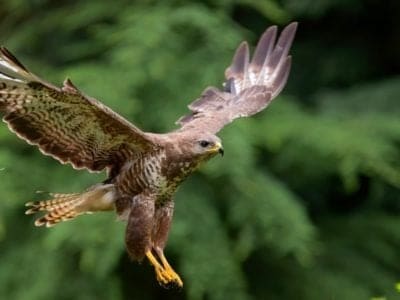 A Buteo buteo