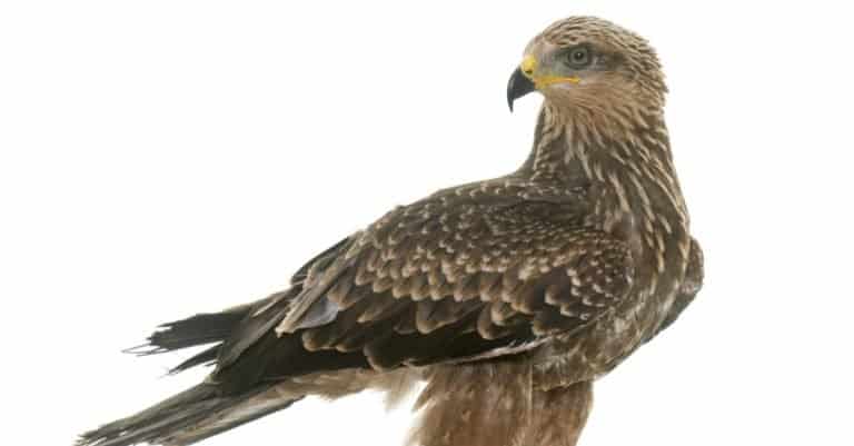 Common Buzzard in front of white background