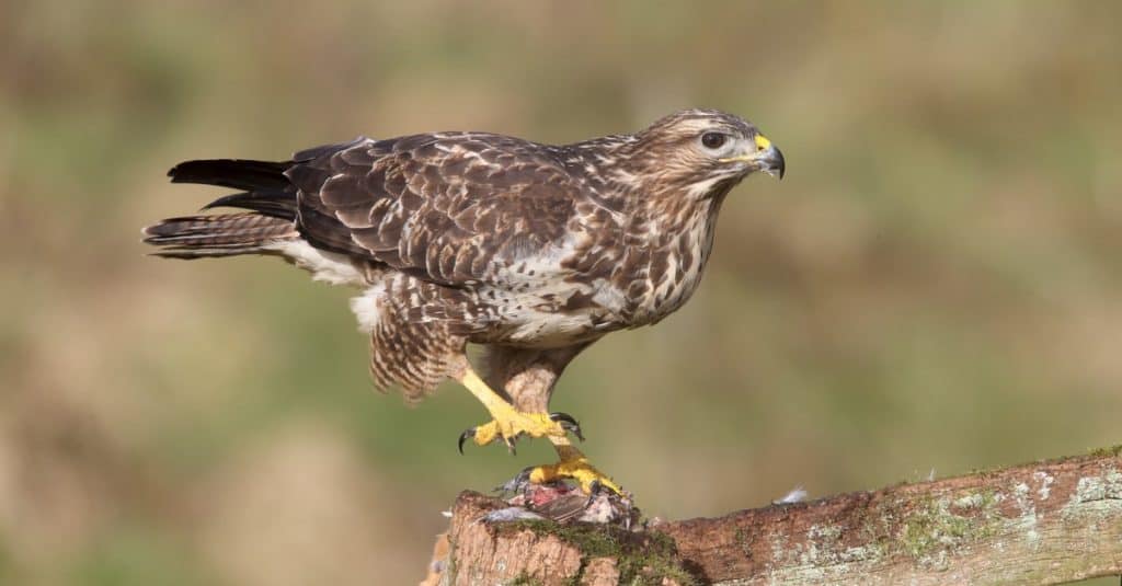 Common buzzard, Buteo buteo, single bird on post eating Red-legged partridge, Warwickshire