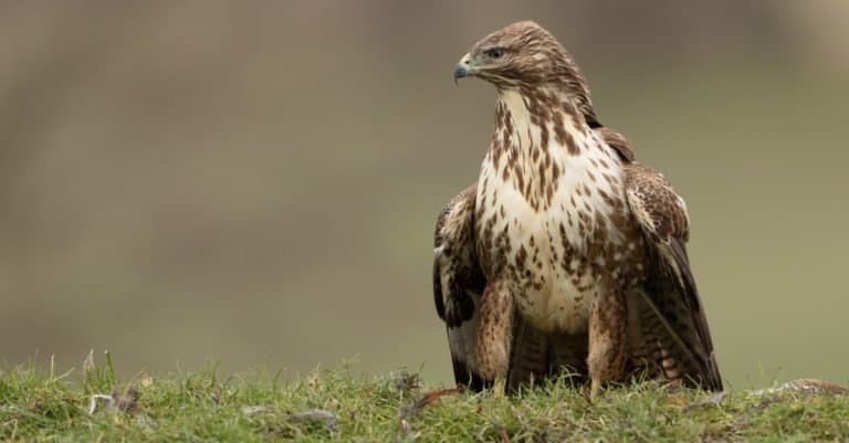 Common Buzzard looking left while standing on a grassy mound
