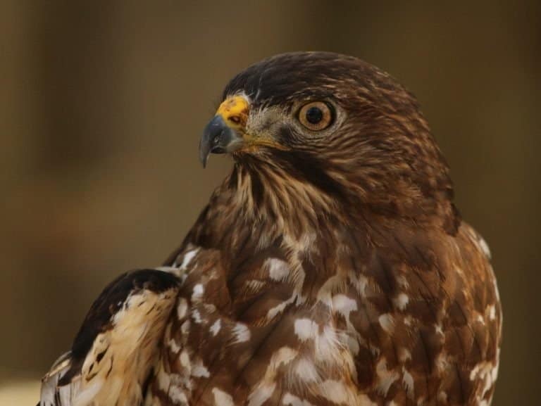 Cooper's hawk closeup in profile