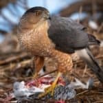 Cooper's Hawk