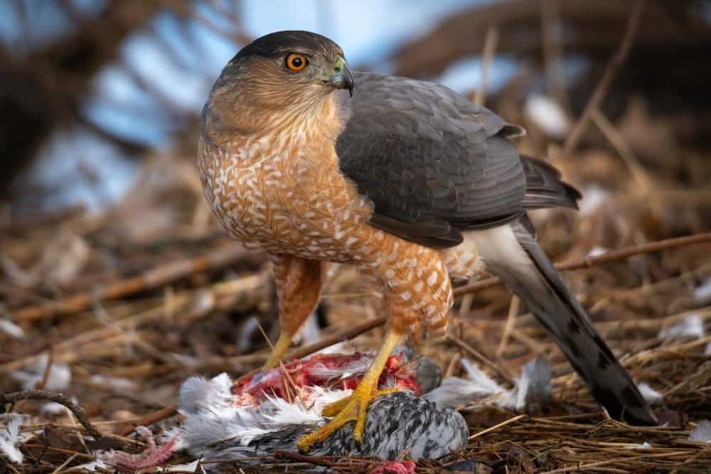 Cooper's-Hawk-eating-bird