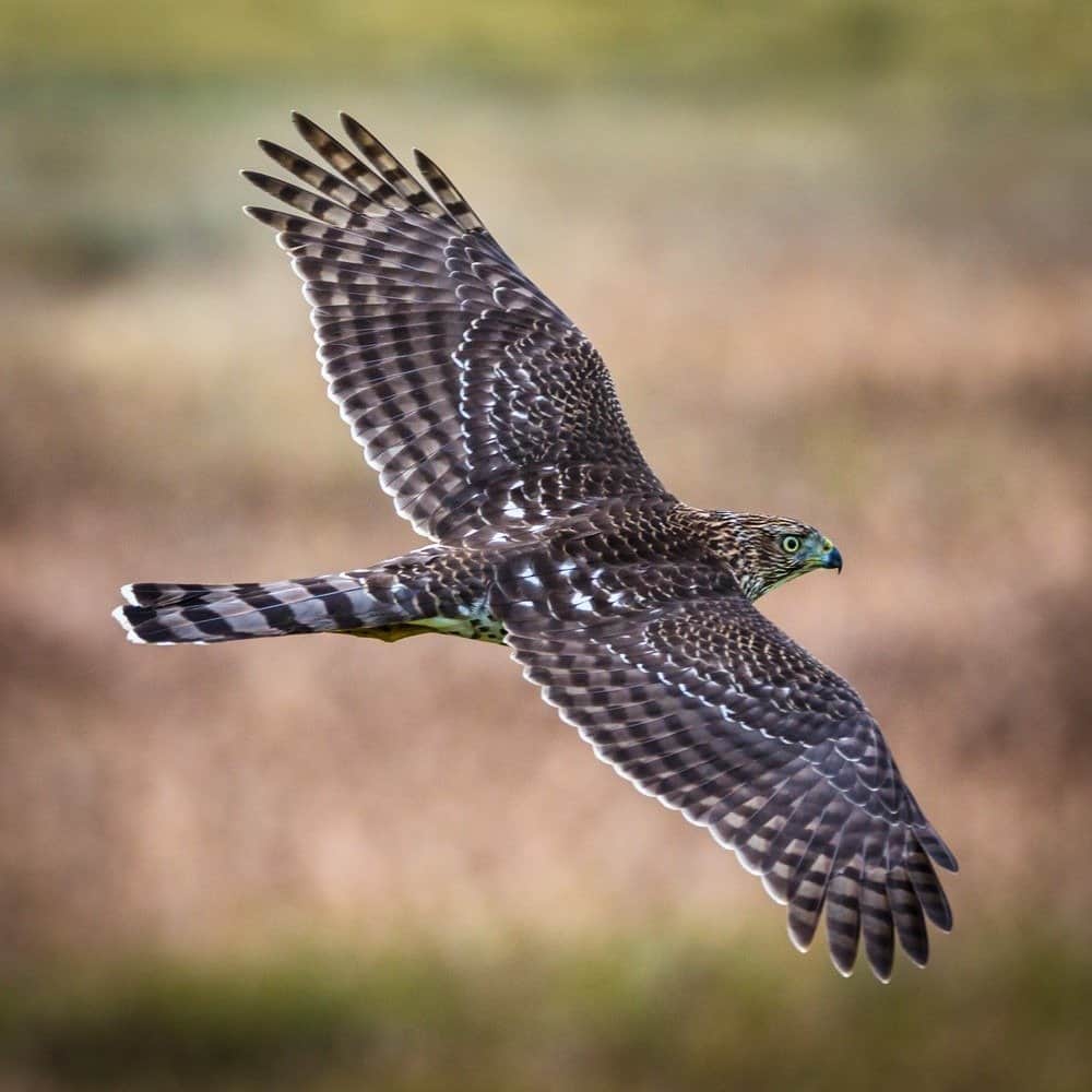 Cooper's Hawk flying at Bandon Marsh National Wildlife Refuge