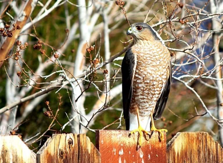 Adult Cooper's hawk perched on a weathered backyard fence by bare trees
