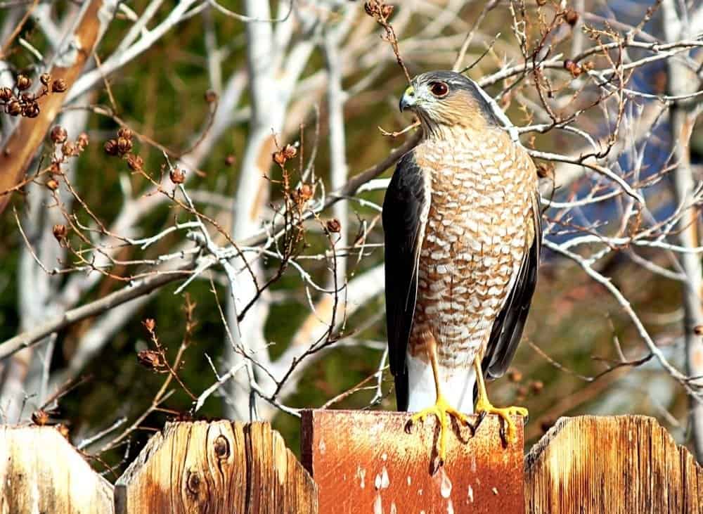 Adult Cooper's hawk perched on a weathered backyard fence next to a bare tree