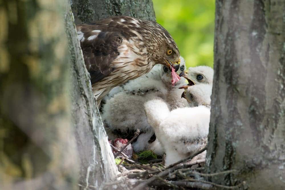 Adult cooper's hawk feeding its chicks in a stick nest in a tree
