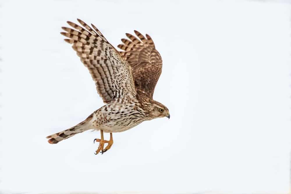 A Cooper's Hawk on a white background