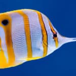 Butterflyfishes