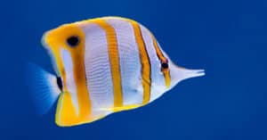 Copperband butterfly fish