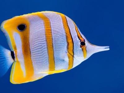 A Butterfly Fish