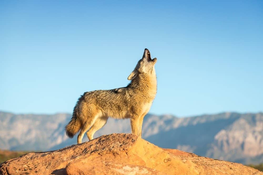 Coyote standing on a rock formation howling with desert, mountains and blue sky in the background