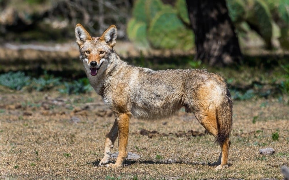 Coyote standing under trees