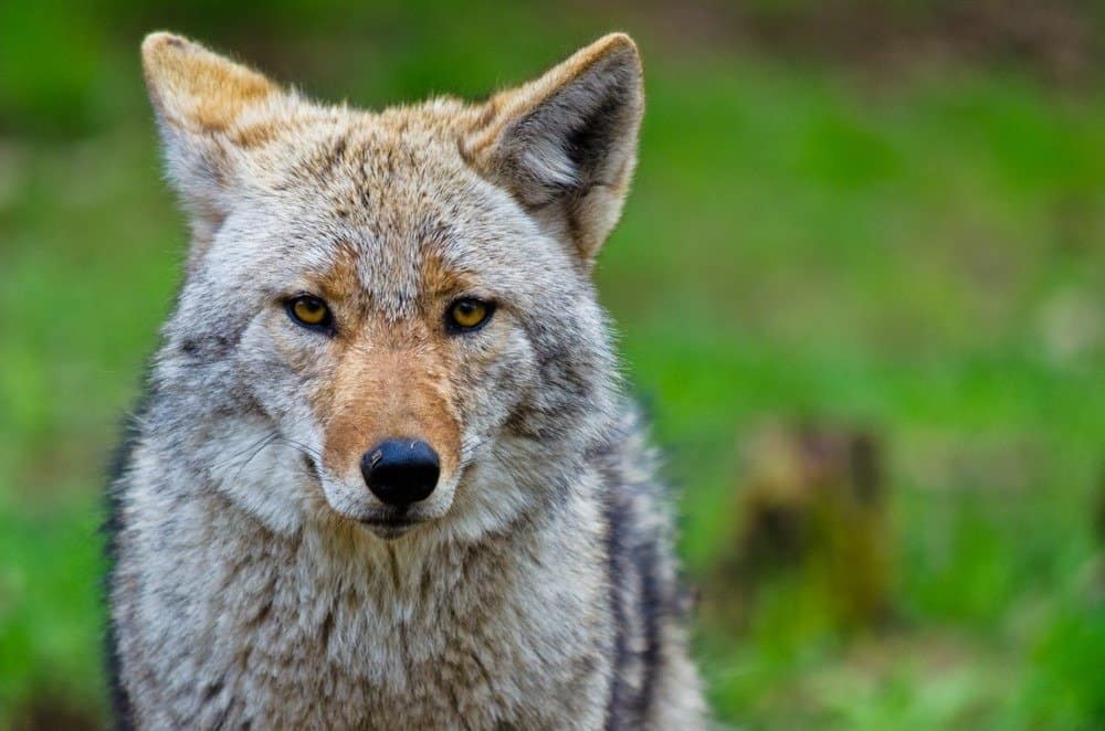 Closeup of Coyote in grass