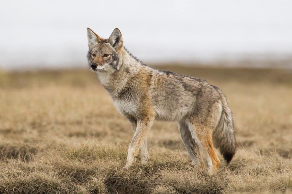 Coyote trên đồng cỏ mùa xuân ở Tagish, Yukon, Canada