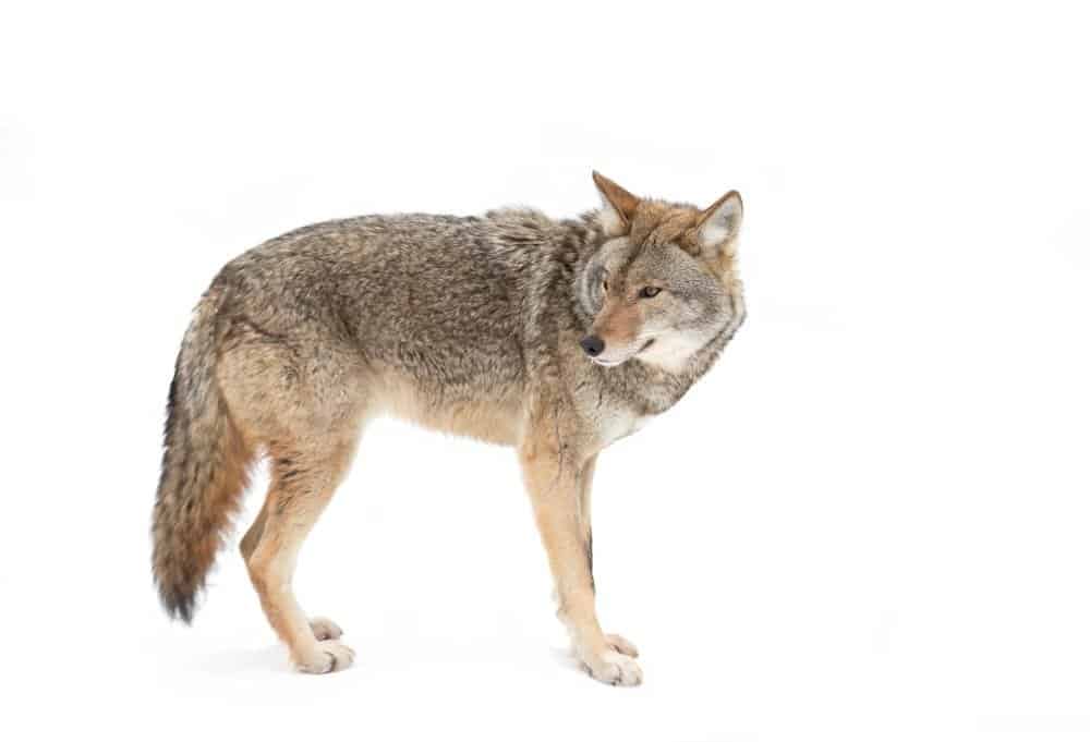 A lone coyote isolated on white background