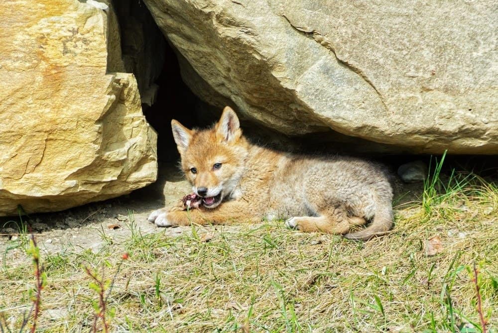 A coyote puppy eating some prey, Calgary, Alberta, Canada.