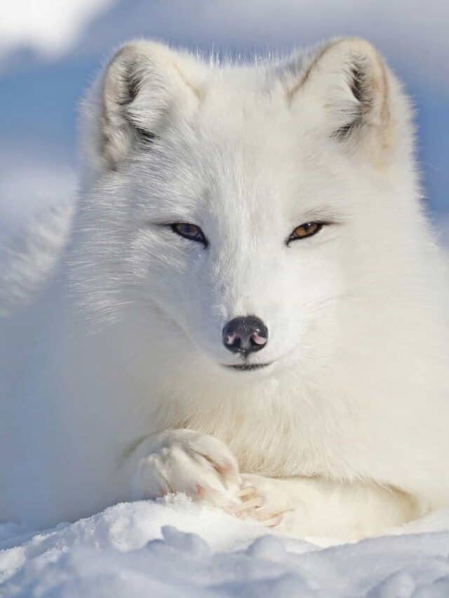 cropped-Arctic-fox3.jpg