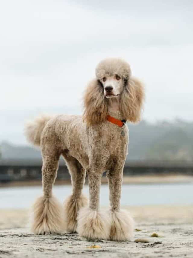 Poodle (Canis familiaris) - standing on beach