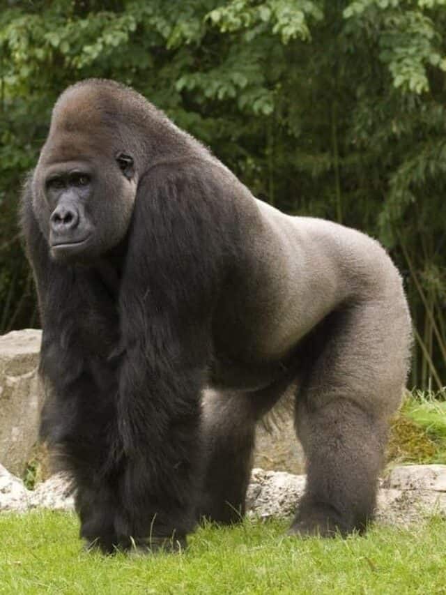 Big silverback male Western lowland gorilla