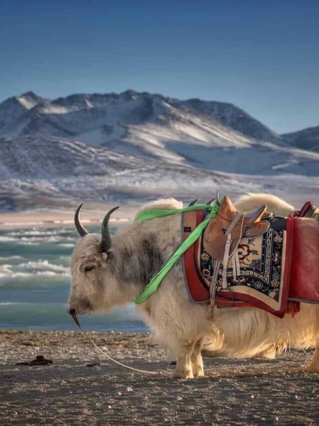 Wild yaks depend on the Yellow River for water