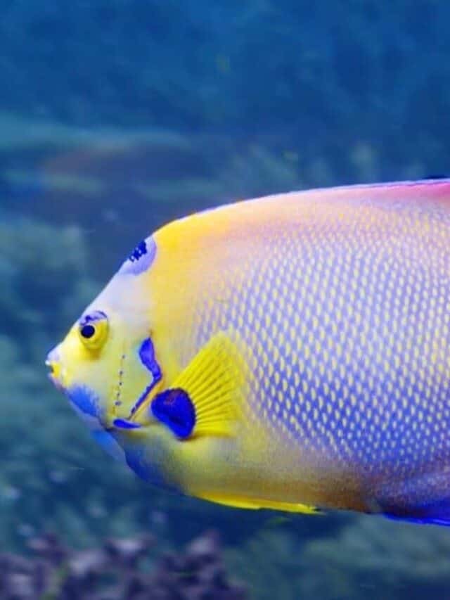 Queen angelfish