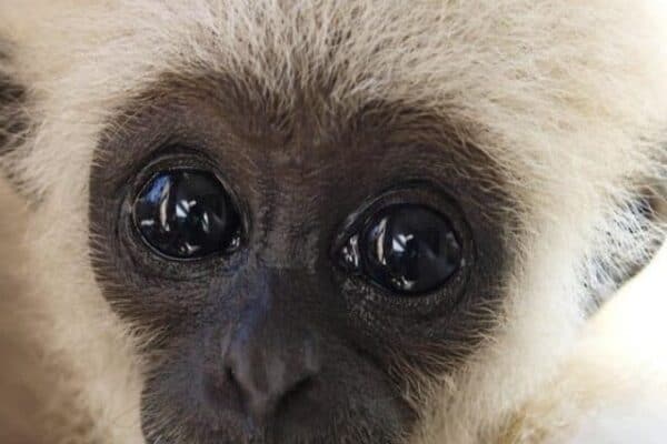 A baby lar gibbon ape