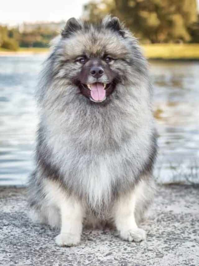 Keeshond by the water