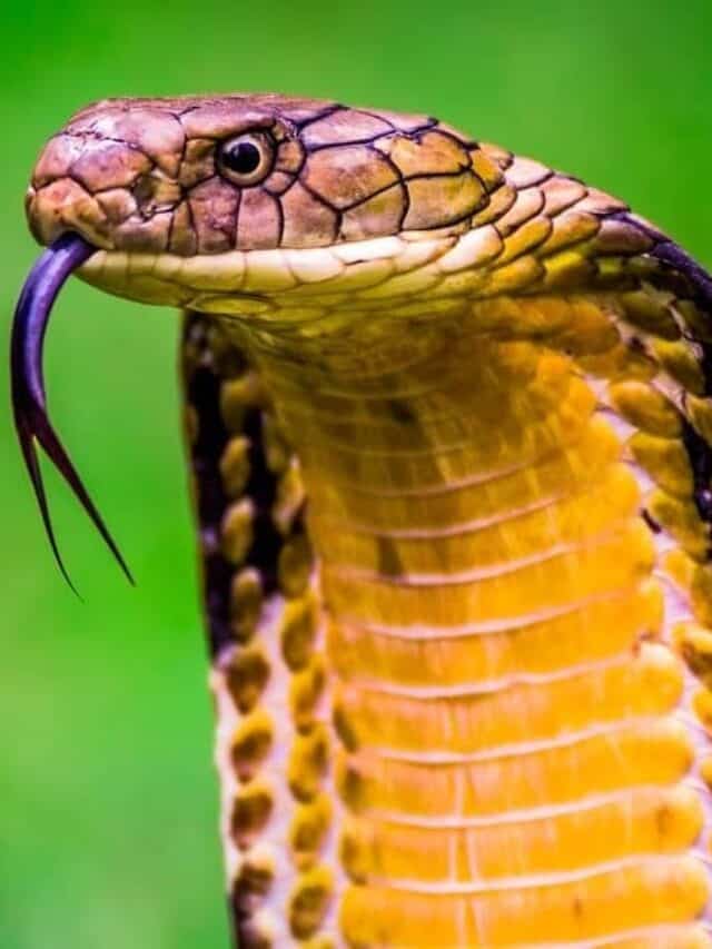 King Cobra (Ophiophagus hannah) The world's longest venomous snake