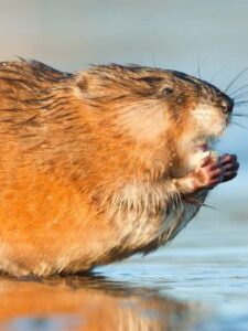 What Do Muskrats Eat? Picture