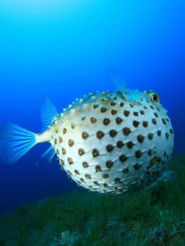 Yellowspotted Pufferfish puffed up to defend itself.