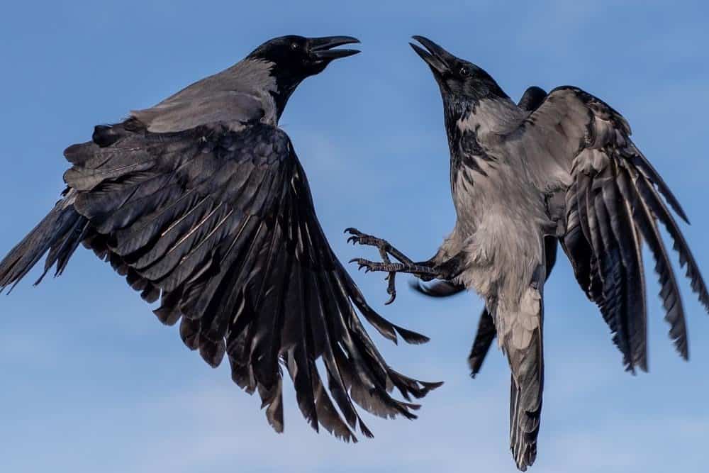 Two crows mid-flight.