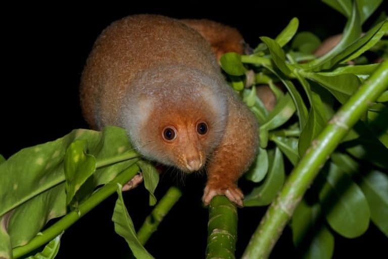 Cuscus hanging on a tree