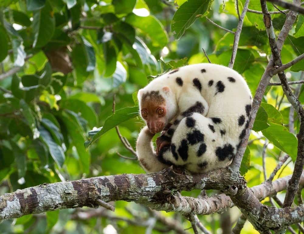 Waigeo spotted Cuscus, relaxing on a branch in the forests of Waigeo Island, Raja Ampat, Indonesia