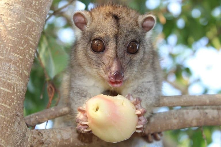 Fluffy little Cuscus eating a pear in a tree