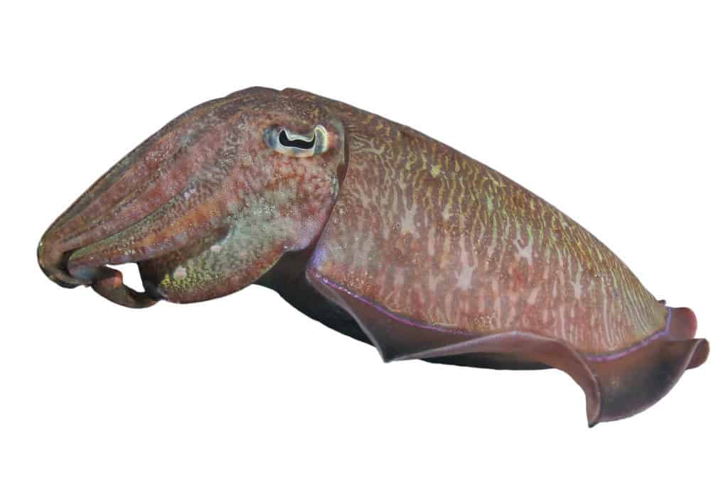 Cuttlefish isolated on white background