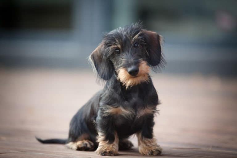Cute and shy wire-haired miniature dachshund puppy