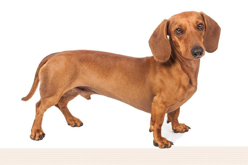is a wiener dog a dachshund