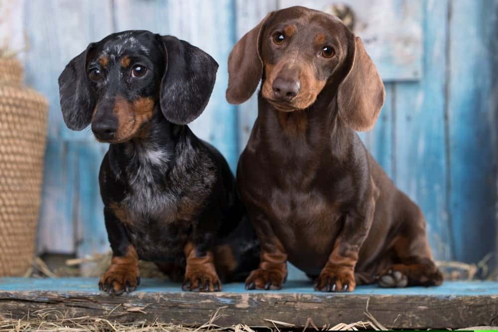 Two dachshunds sitting on rug
