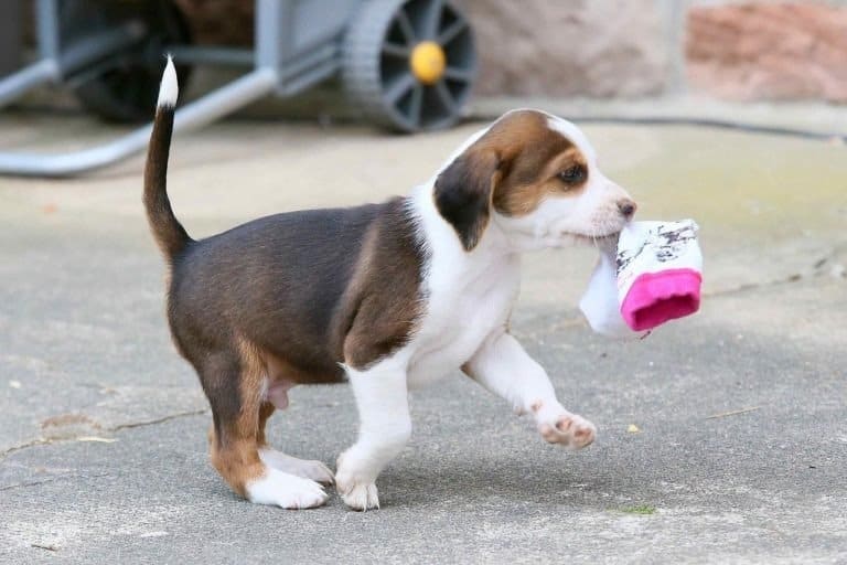 Deutsche Bracke puppy playing with sock