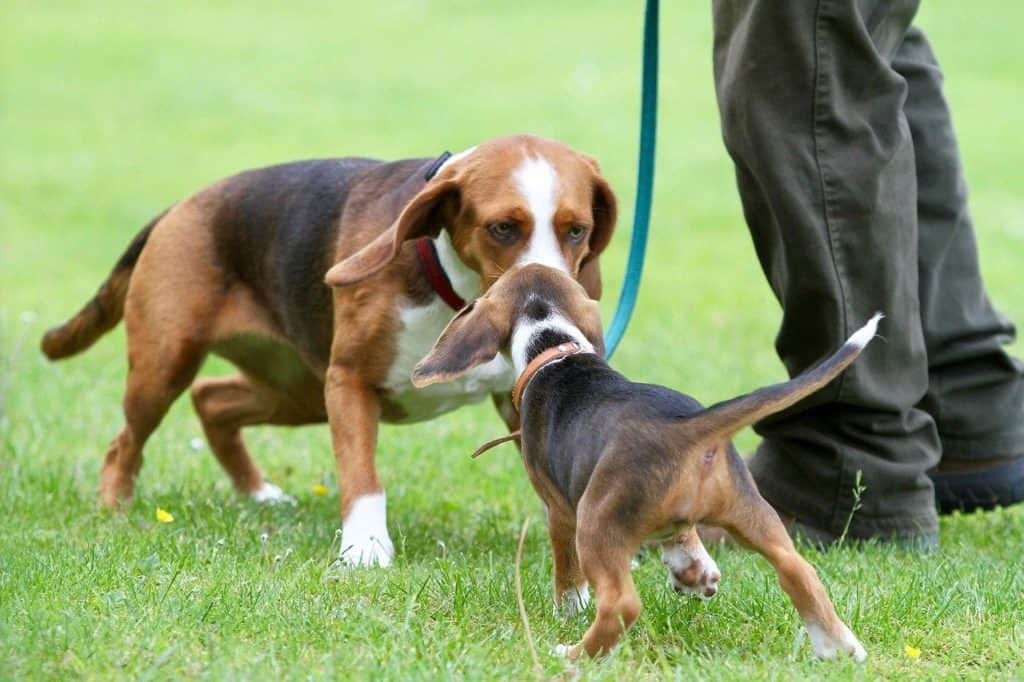 Deutsche Bracke adult meeting a puppy