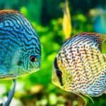 Discus