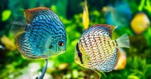 Two discus fish in an aquarium