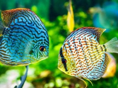 Fish: Different Types, Definition, Photos, and More - AZ Animals