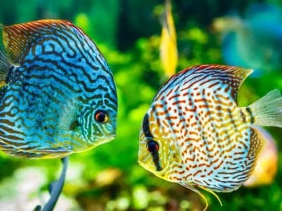 Discus Picture