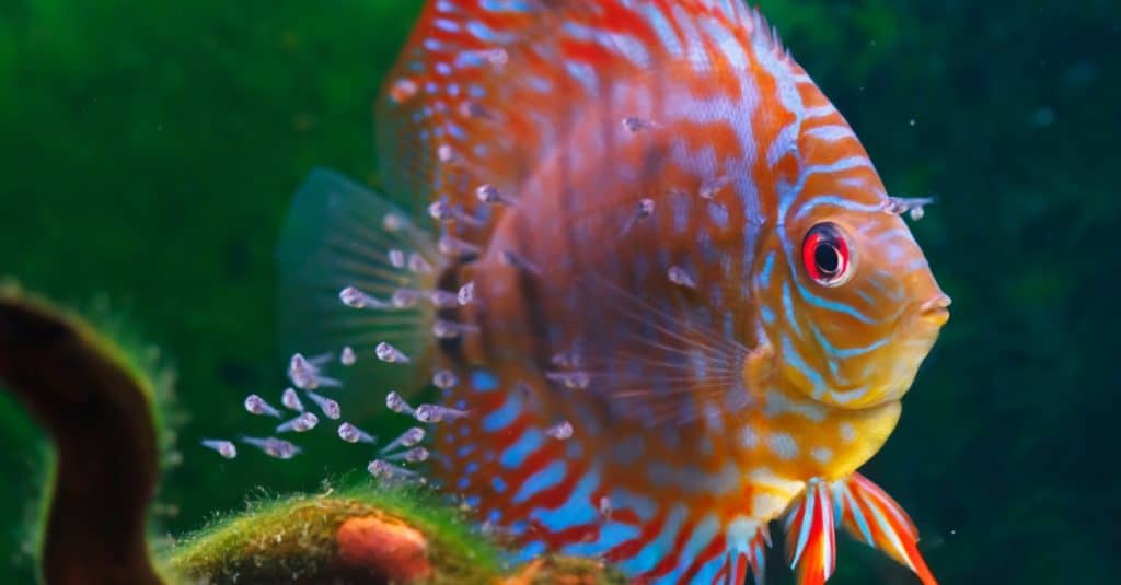 Discus mother with small fry