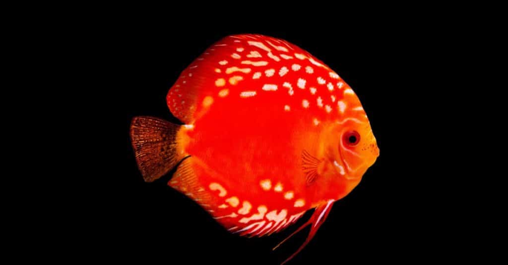 Red discus on black background