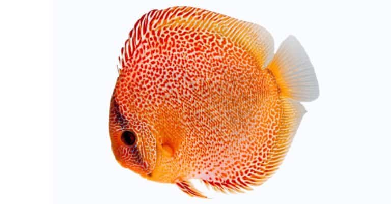 Discus on white background
