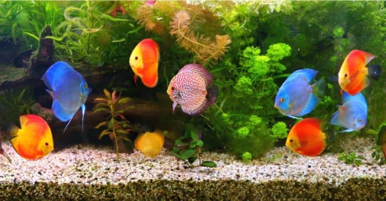 A group of discus in an aquarium