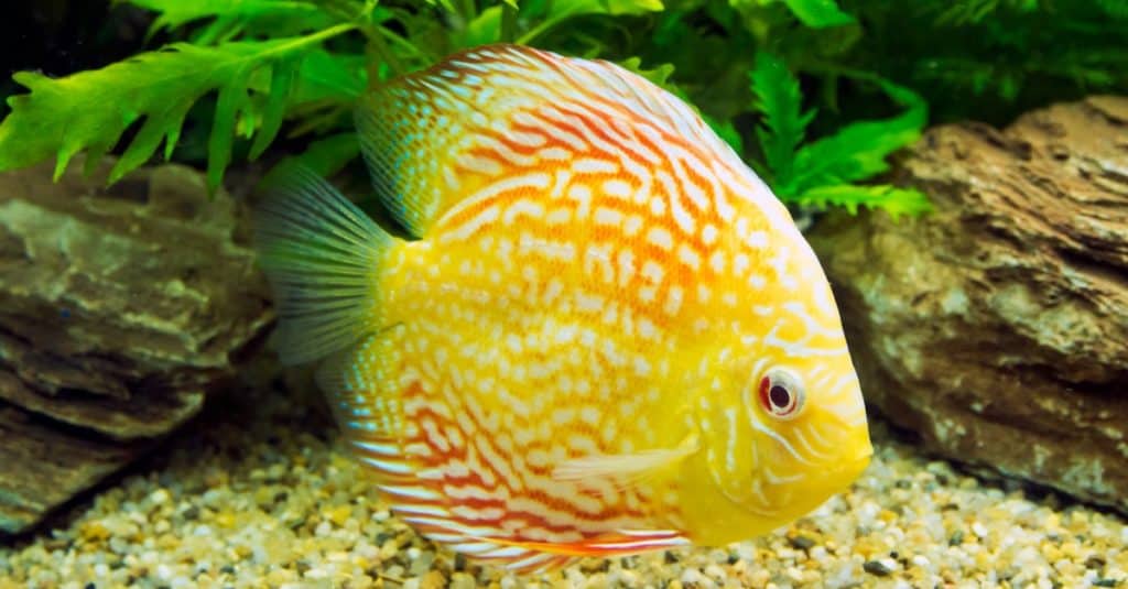 Yellow and red discus